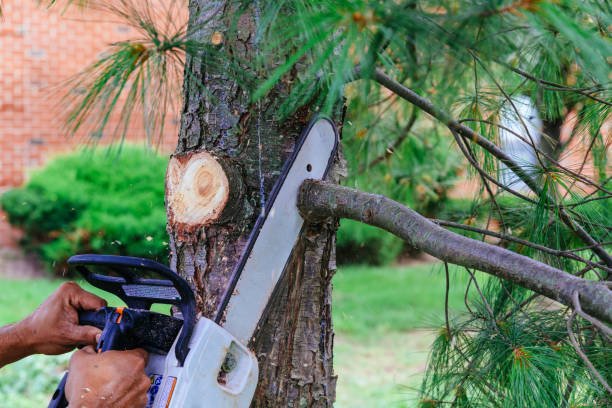 How Our Tree Care Process Works  in  North St Paul, MN